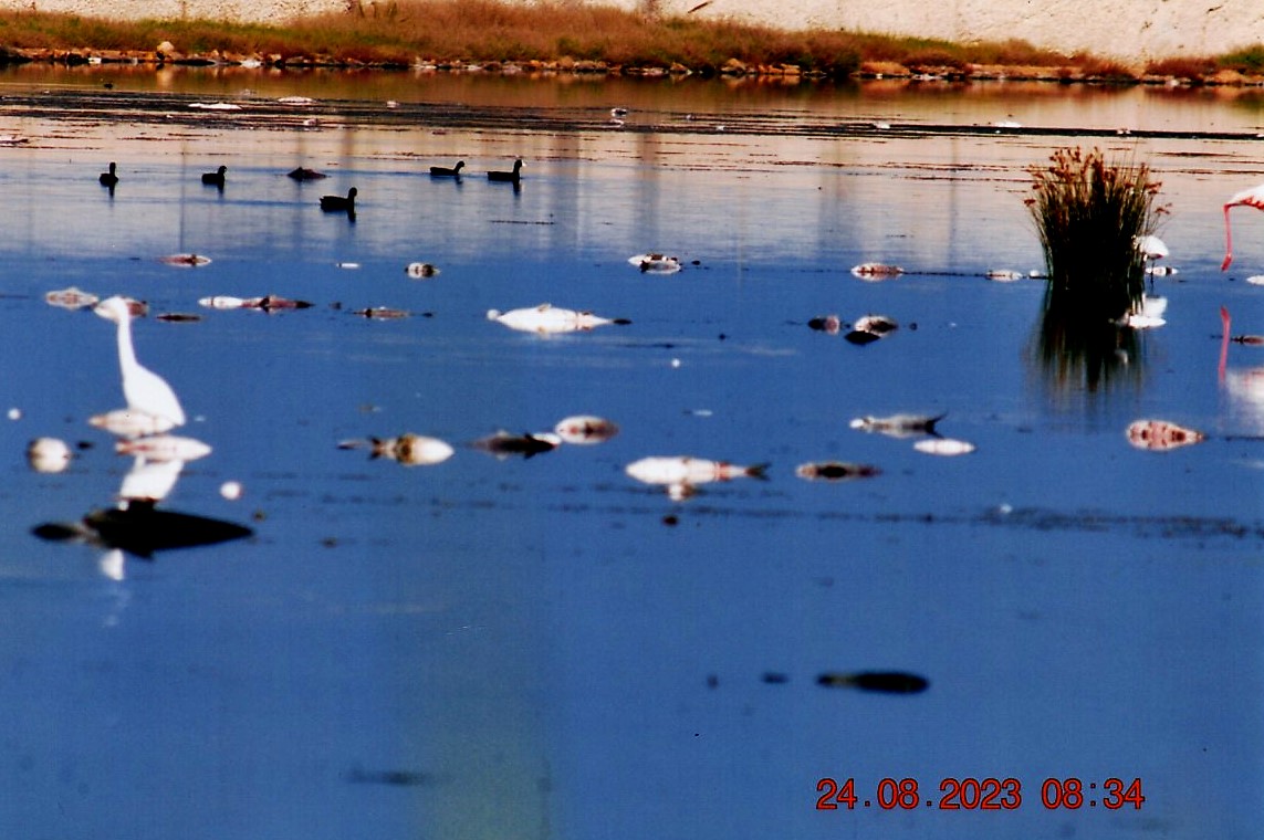 Mazara, moria di pesci alla laguna di Tonnarella