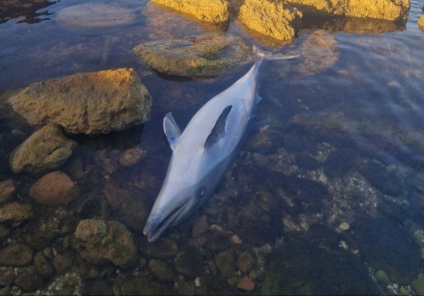 Mazara. Un piccolo esemplare di delfino è stato trovato morto sugli scogli