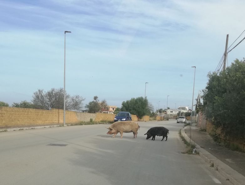 Mazara. Catturati un maiale ed un cinghiale di grossa taglia che scorrazzavano liberi