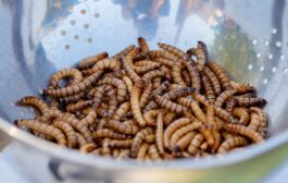 Cibi innovativi, l'Ue autorizza il commercio della larva della farina