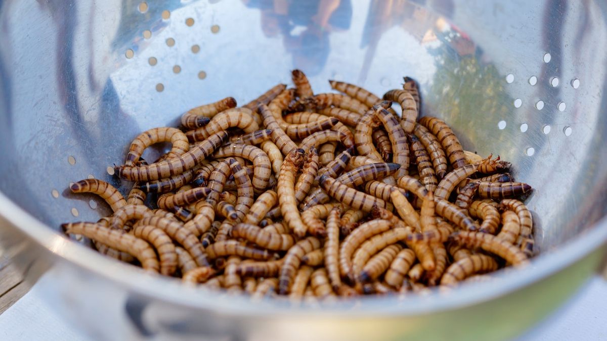 Cibi innovativi, l'Ue autorizza il commercio della larva della farina